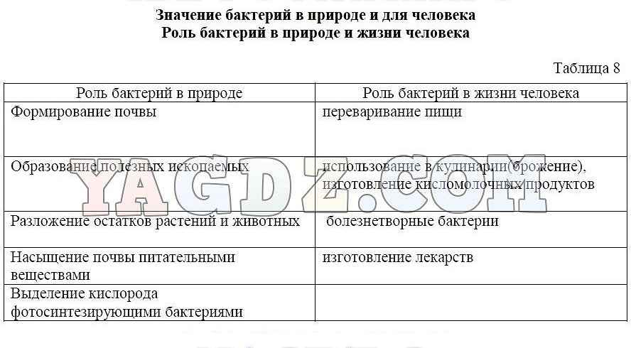 Заполнить значение. Роль бактерий в природе и жизни человека таблица 5 класс биология. Таблица по биологии роль бактерий в природе и жизни человека. Бактерии в природе и в жизни человека 5 класс биология таблица. Значение бактерий таблица.