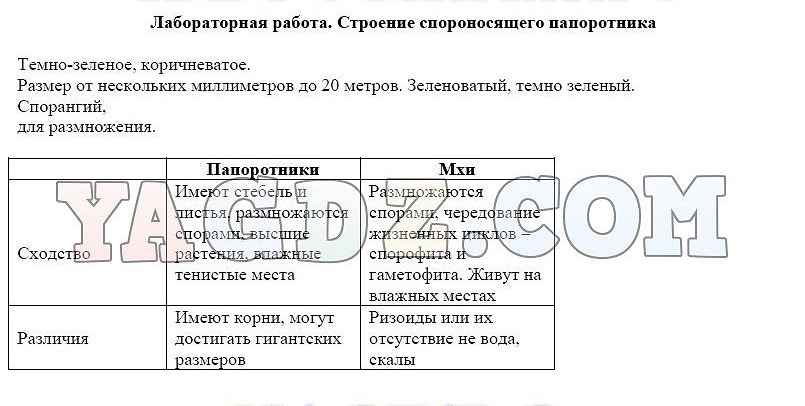 Лабораторная работа строение спороносящего папоротника