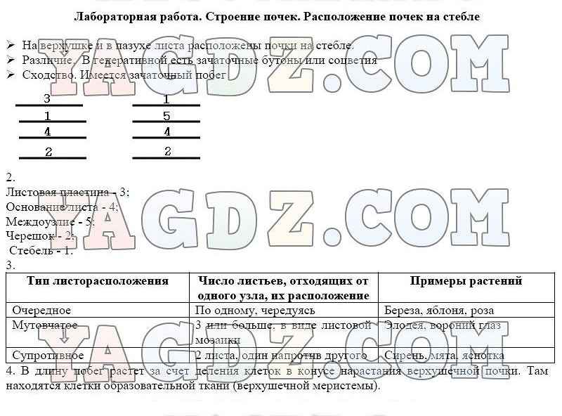 Лабораторная работа по биологии 6 строение почек