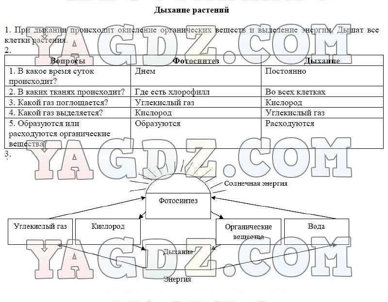 Дыхание биология 6