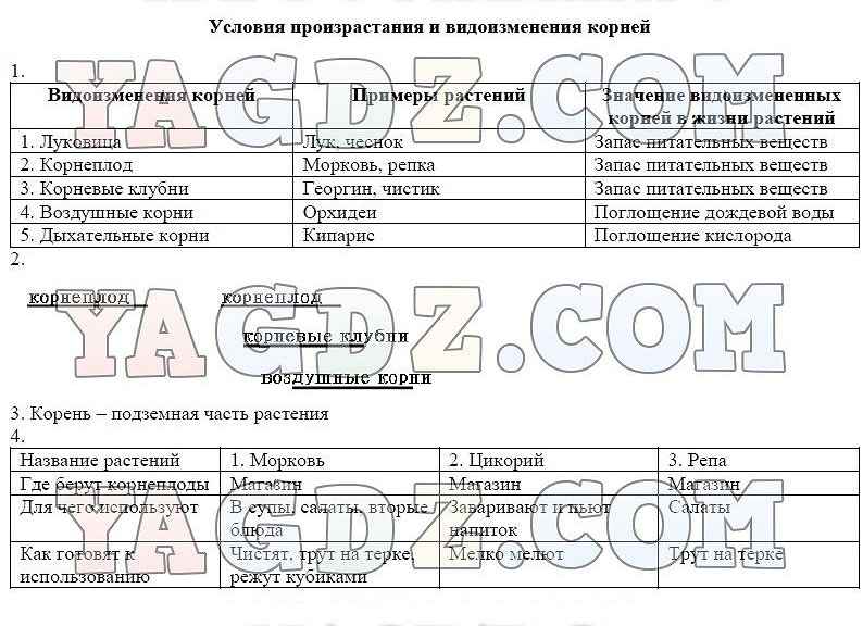 Работа с моделями схемами таблицами биология 6 класс